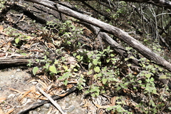 Coleus habrophyllus