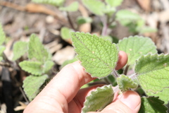 Coleus habrophyllus