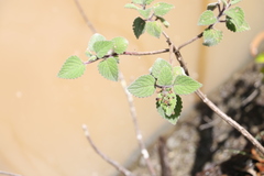 Coleus habrophyllus