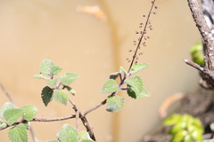 Coleus habrophyllus