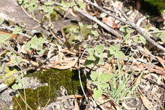 Coleus habrophyllus