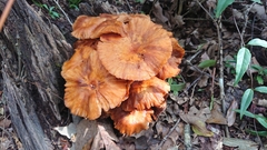 Omphalotus subilludens