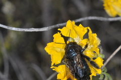 Xylocopa splendidula