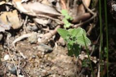 Coleus habrophyllus