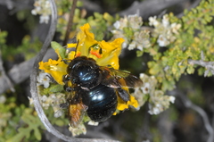 Xylocopa splendidula