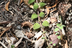 Coleus habrophyllus