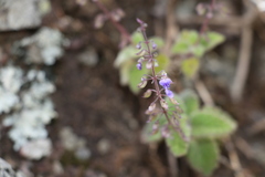 Coleus habrophyllus