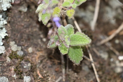 Coleus habrophyllus
