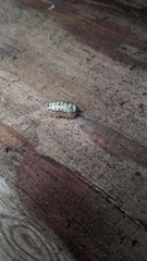 Armadillidium vulgare
