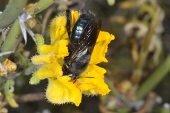 Xylocopa splendidula