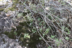 Coleus habrophyllus
