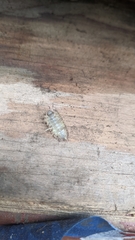 Armadillidium vulgare