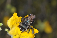 Xylocopa splendidula