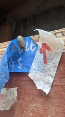 Armadillidium vulgare