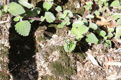 Coleus habrophyllus