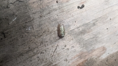 Armadillidium vulgare
