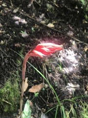 Stenorrhynchos speciosum