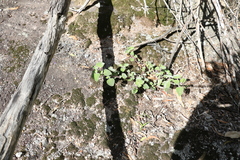 Coleus habrophyllus