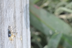 Xylocopa splendidula