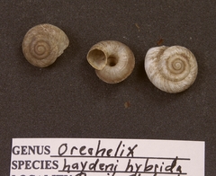 Oreohelix haydeni hybrida