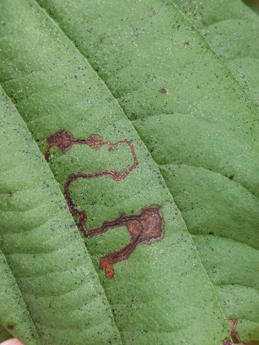 Stigmella corylifoliella photo 3