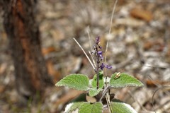 Coleus habrophyllus