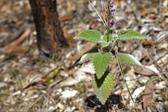 Coleus habrophyllus