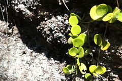 Hoya australis australis