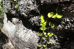 Hoya australis australis