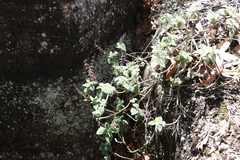 Coleus habrophyllus