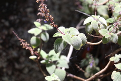 Coleus habrophyllus