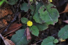 Hibbertia dentata
