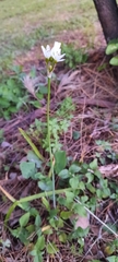 Nothoscordum nudicaule