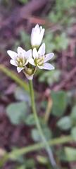 Nothoscordum nudicaule