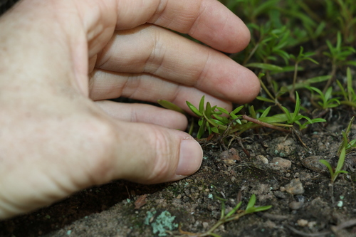 Image of Calandrinia pickeringii by (c) Greg Tasney, some rights reserved (CC BY-SA)