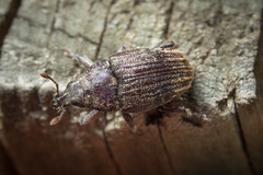 Psepholax