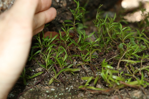 Image of Calandrinia pickeringii by (c) Greg Tasney, some rights reserved (CC BY-SA)