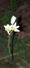 Nothoscordum nudicaule