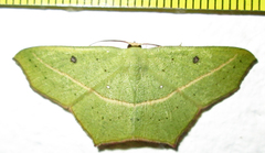 Traminda vividaria