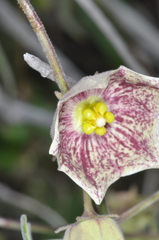 Philibertia gilliesii