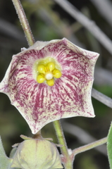Philibertia gilliesii