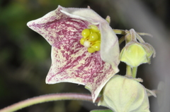 Philibertia gilliesii