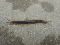 Scolopendra angulata