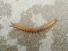 Scolopendra angulata