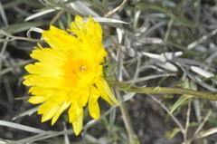 Grindelia chiloensis
