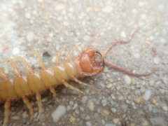 Scolopendra angulata