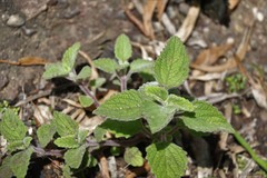 Coleus habrophyllus
