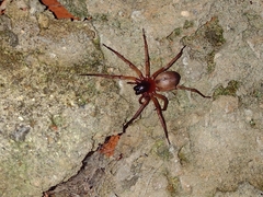 Paradiestus