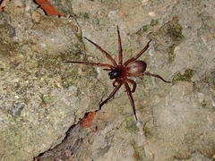 Paradiestus