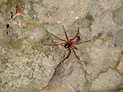 Paradiestus